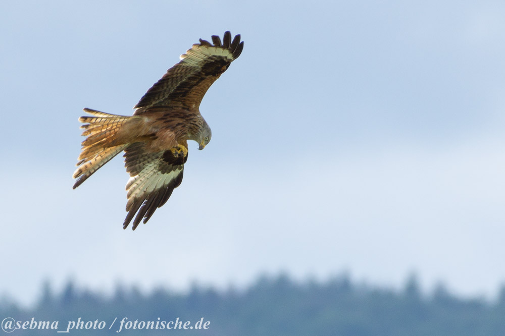 Falke auf Beutezug