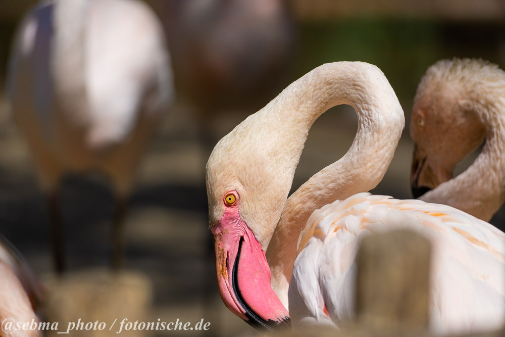 Flamingo mit Bokeh, fotografiert mit Sony SEL70350