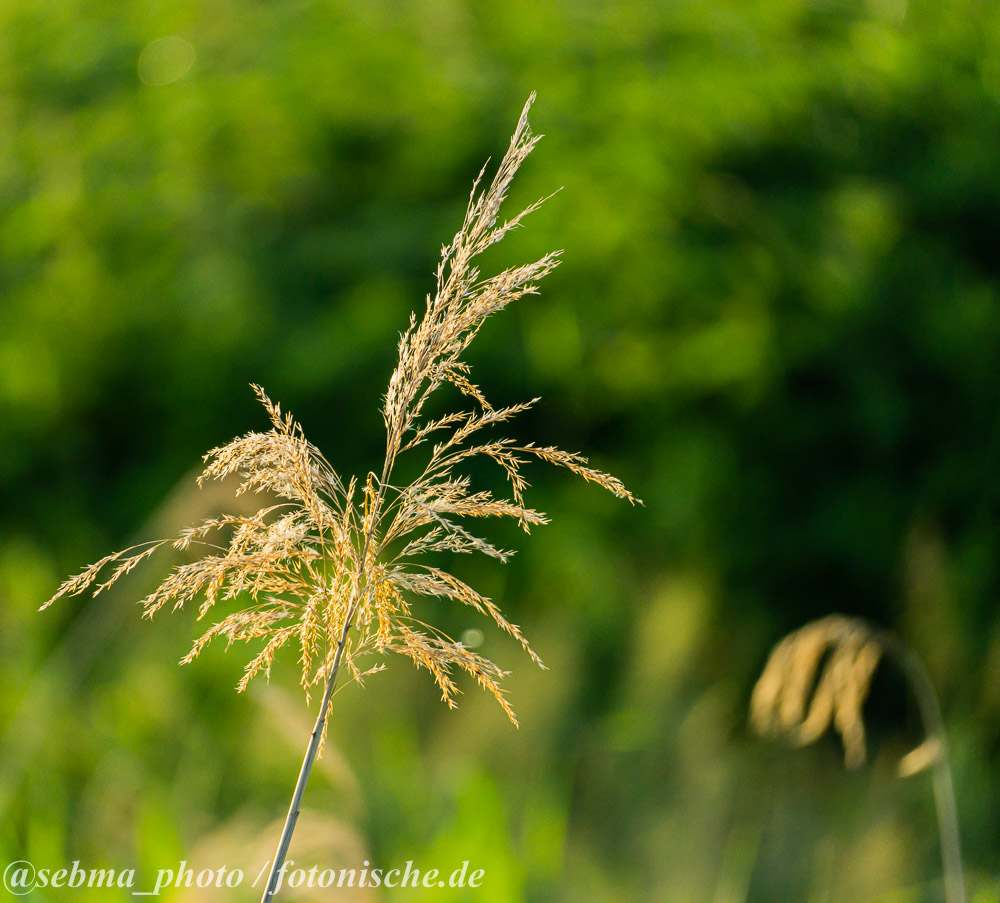 Bokeh vom Sony 70350