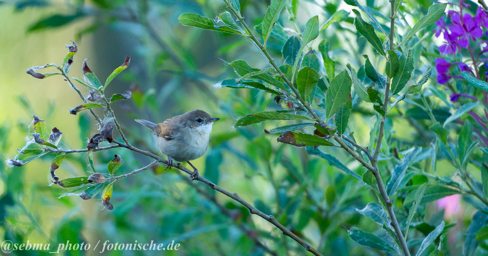 Vogel sitzt auf einem Ast